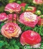 Showbox Ranunculus - Jaskier "2" 6/+  500 Szt.