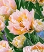 Showbox Tulip - Tulipan Pełny "9" 11/12 150 Szt.
