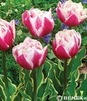 Showbox Tulip - Tulipan Pełny "9" 11/12 150 Szt.