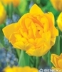 Showbox Tulip - Tulipan Pełny "10" 11/12 150 Szt.