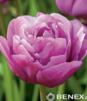 Showbox Tulip - Tulipan Pełny "10" 11/12 150 Szt.