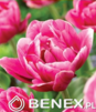 Showbox Tulip - Tulipan Pełny "10" 11/12 150 Szt.