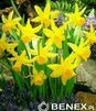 Showbox Narcissus - Narcyz Botaniczny "3" 300 Szt.