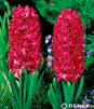 Showbox Połówkowy Hyacinthus - Hiacynt Promocyjny 14/15 75 Szt.