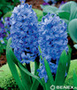 Showbox Połówkowy  Hyacinthus - Hiacynt Promocyjny 14/15 75 Szt.