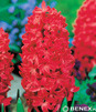 Showbox Połówkowy  Hyacinthus - Hiacynt "1" 16/18  75 Szt.