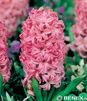 Showbox Połówkowy Hyacinthus - Hiacynt "1" 16/18  75 Szt.