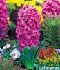 Showbox Połówkowy Hyacinthus - Hiacynt "2" 16/18  75 Szt.