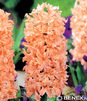Showbox Połówkowy Hyacinthus - Hiacynt "2" 16/18  75 Szt.