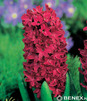 Showbox Połówkowy Hyacinthus - Hiacynt "3" 16/18  75 Szt.
