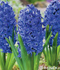Showbox Połówkowy  Hyacinthus - Hiacynt Pełny 15/16 50 Szt.