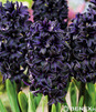 Showbox Połówkowy  Hyacinthus - Hiacynt Dwukolorowy 50 Szt.