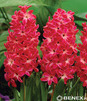 Showbox Połówkowy  Hyacinthus - Hiacynt Dwukolorowy 50 Szt.