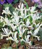 Showbox Połówkowy  Iris Reticulata - Kosiaciec Żyłkowany 5/+ 250 Szt.