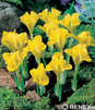 Showbox Połówkowy Iris Reticulata - Kosiaciec Żyłkowany 5/+ 250 Szt.