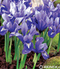 Showbox Połówkowy Iris Reticulata - Kosiaciec Żyłkowany 5/+ 250 Szt.