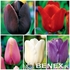 Showbox Tulipa - Tulipan Pojedynczy Późny  12/+ 250 Szt.