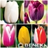 Showbox Tulip - Tulipan Gigantyczny "1" 12/+ 250 Szt.