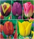 Showbox Połówkowy Tulip - Tulipan Triumph "3" 12/+ 125 Szt.