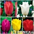 Showbox Połówkowy Tulip - Tulipan Triumph "4" 12/+ 125 Szt.