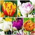 Showbox Tulip - Tulipan Pełny "4" 11/12 150 Szt.