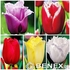 Showbox Tulip - Tulipan Strzępiasty "2" 11/12  250 Szt.