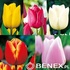 Showbox Tulip - Tulipan Na Kwiaty Cięte 12/+ 250 Szt.