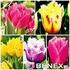 Showbox Połówkowy Tulip - Tulipan Strzępiasty "2" 11/12  125 Szt.