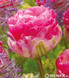 Tulip - Tulipan Pinksize 11/12 1 Szt.
