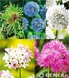 Showbox Allium - Czosnek Ozdobny 5/+ 300 Szt.