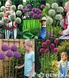 Showbox Allium - Czosnek Ozdobny 18/20 40 Szt.