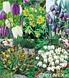 Showbox Fritillaria - Szachownica "2" 6/+ 250 Szt.
