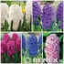 Showbox Hyacinth - Hiacynt Pełny 15/16 100 Szt.