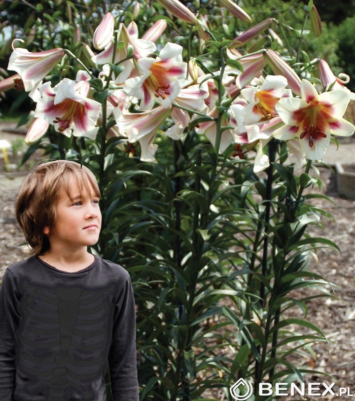 Lilium♡ Miękkie, otulające i stworzone na pierwsze chłodniejsze dni
