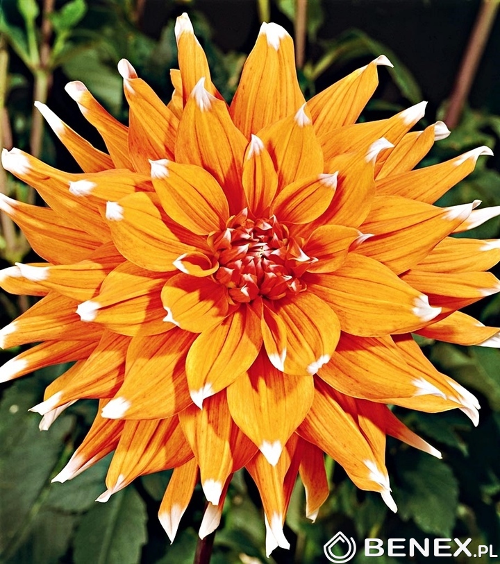 color spectacle dahlia color spectacle dahlia