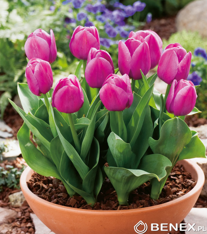 Tulip Tulipan Baby Blue 11/12 1 Szt. B2B Benex