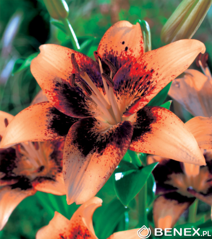 Lilium Lilia Azjatycka Whistler 16/18 1 Szt. B2B Benex