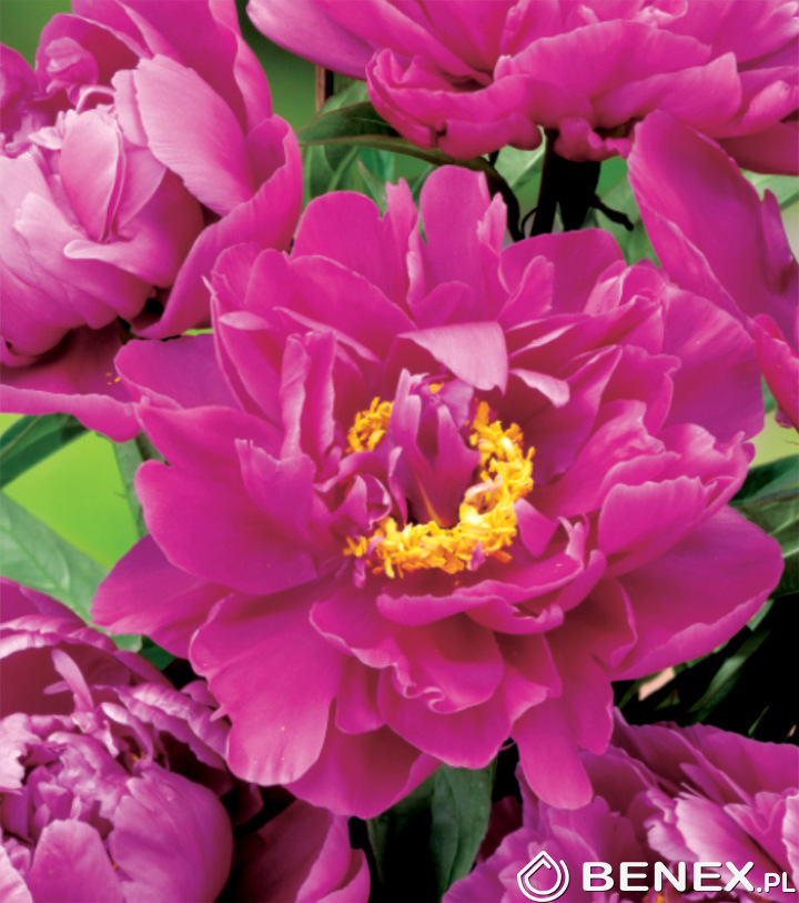 Paeonia - Piwonia Karl Rosenfield 2/3 1 Szt. - Piwonia - B2B Benex