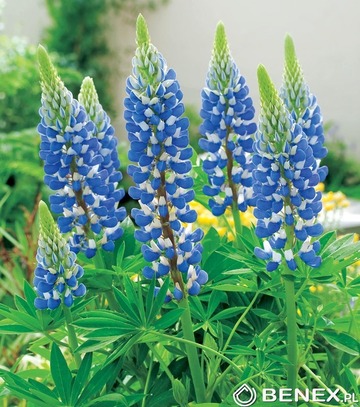 Kapers Lupinus - Łubin Niebieski  I 1 Szt.