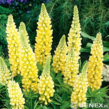 Kapers Lupinus - Łubin Żółty I 1 Szt.