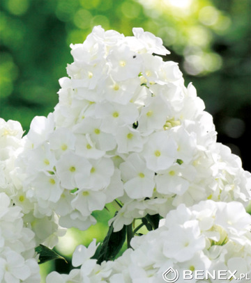 Kapers Phlox - Płomyk Wiechowaty Biały  I 1 Szt.
