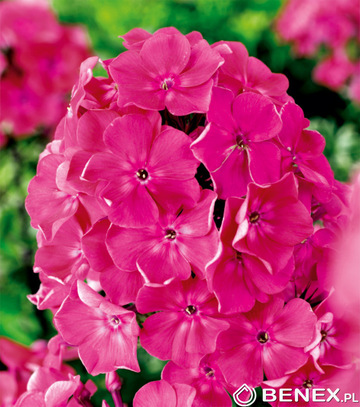 Kapers Phlox - Płomyk Wiechowaty Różowy  I 1 Szt.