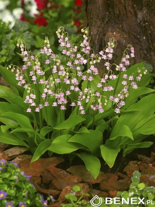 Kapers Convallaria Majalis - Konwalia Majowa Różowa I 1 Szt.