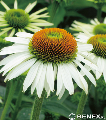 Kapers Echinacea - Jeżówka White Swan I 1 Szt.