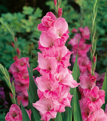 Kapers Gladiolus - Mieczyk Pink Parrot 12/14 7 Szt.