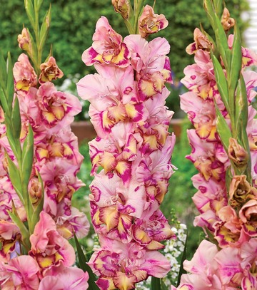 Kapers Gladiolus - Mieczyk Quepo 12/14 7 Szt.