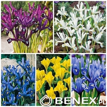 Showbox Iris Reticulata - Kosiaciec Żyłkowany 5/+ 500 Szt.