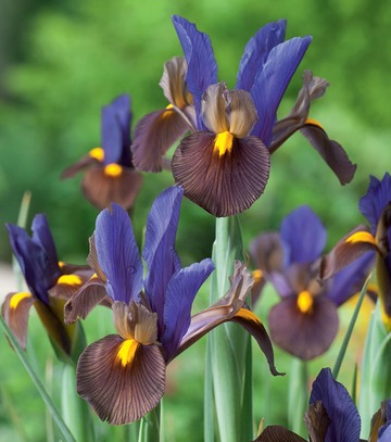 Iris - Kosiaciec Holenderski Tigereye 7/8 1 Szt.