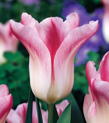 Tulipa - Tulipan Holland Chic 11/12 1 Szt.