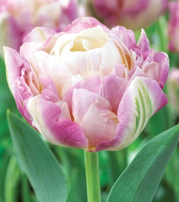 Tulipa - Tulipan Sweet Desire 11/12 1 Szt.